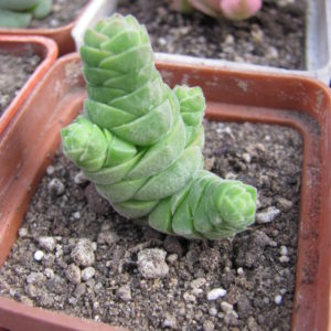 Crassula  columella