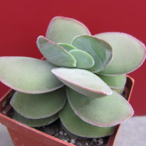 Crassula cotyledonis