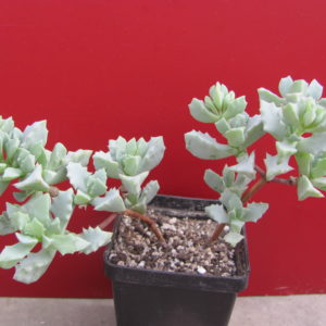 Oscularia deltoides