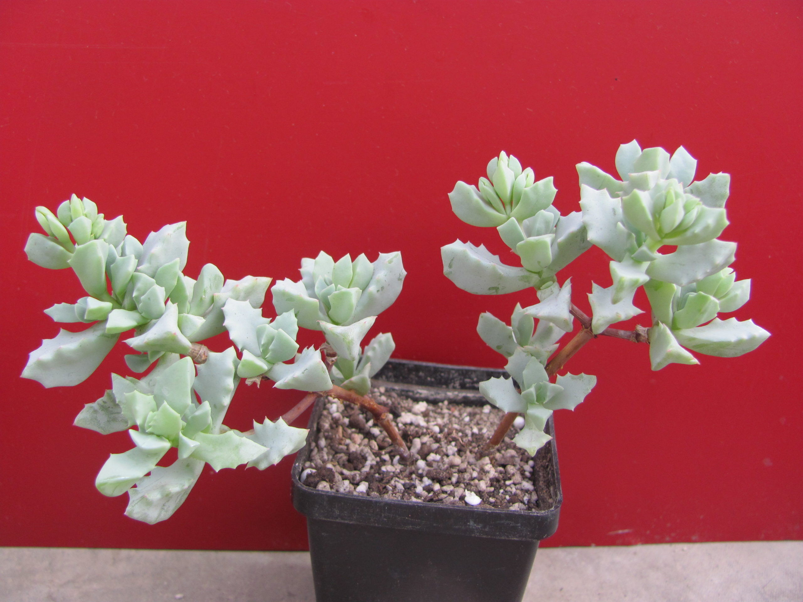 Oscularia deltoides