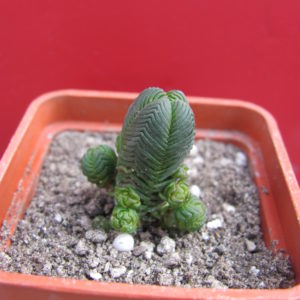 Crassula guadrangularis