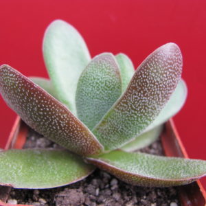 Crassula  Cats Tonguae