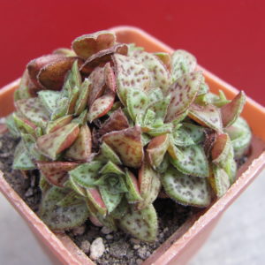 Crassula picturata