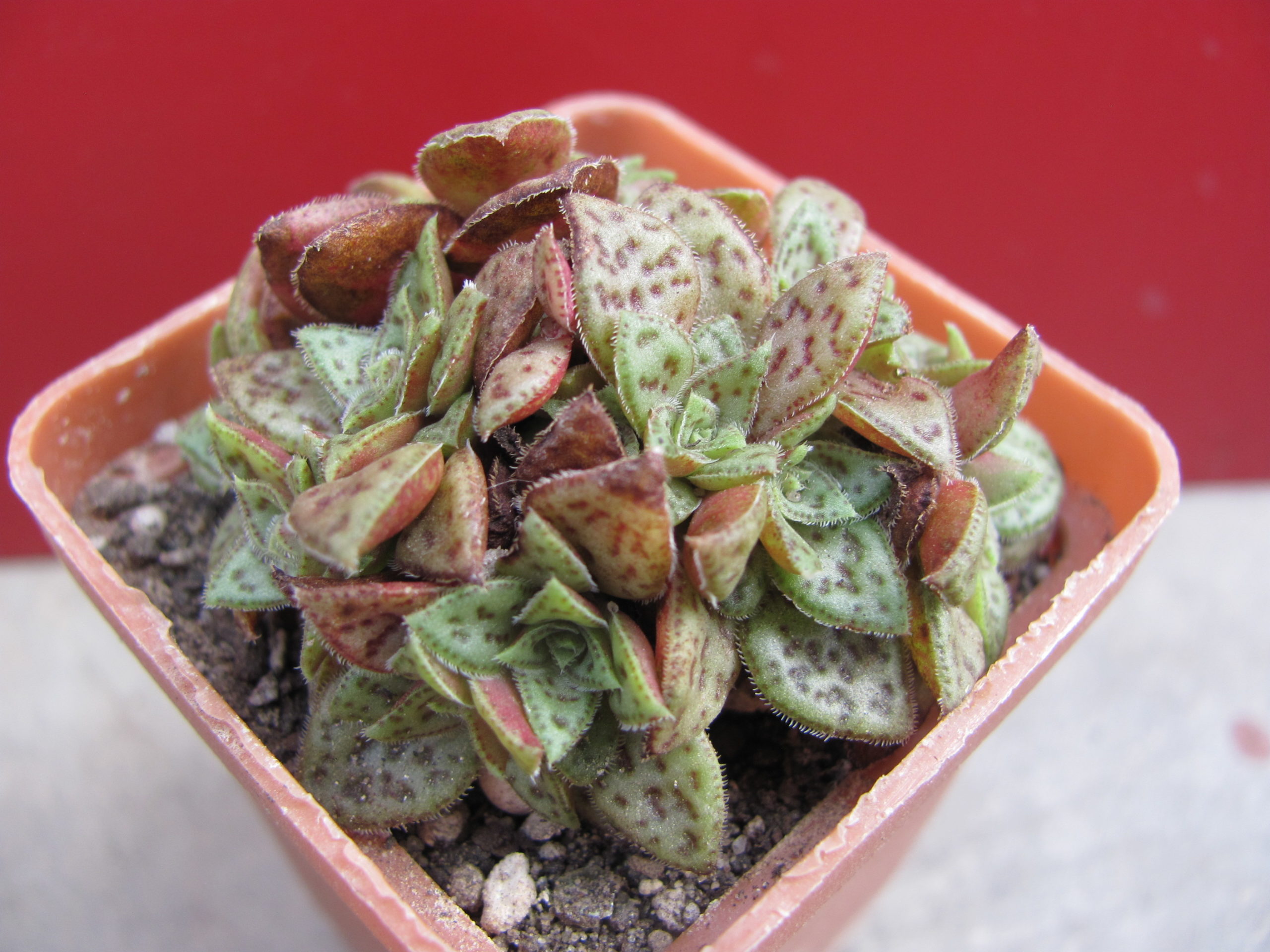 Crassula picturata