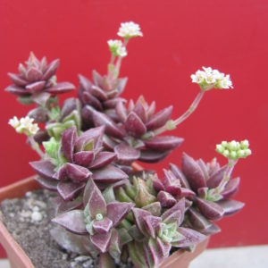 Crassula   hybr.