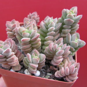 Crassula  velutina