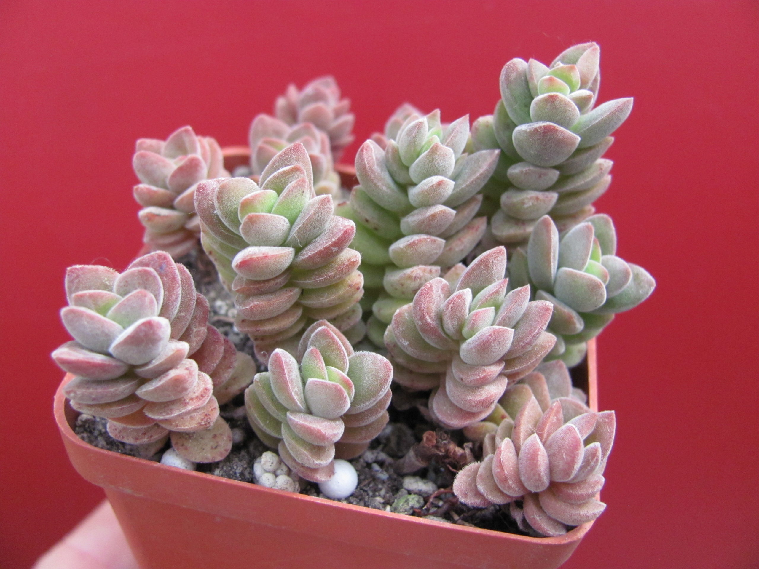 Crassula  velutina