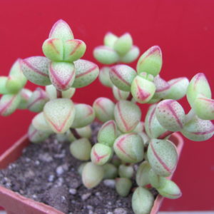Crassula  laginosa