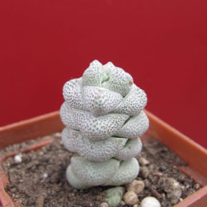 Crassula deceptor
