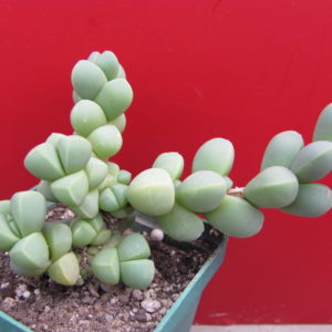 Corpuscularia lehmannii