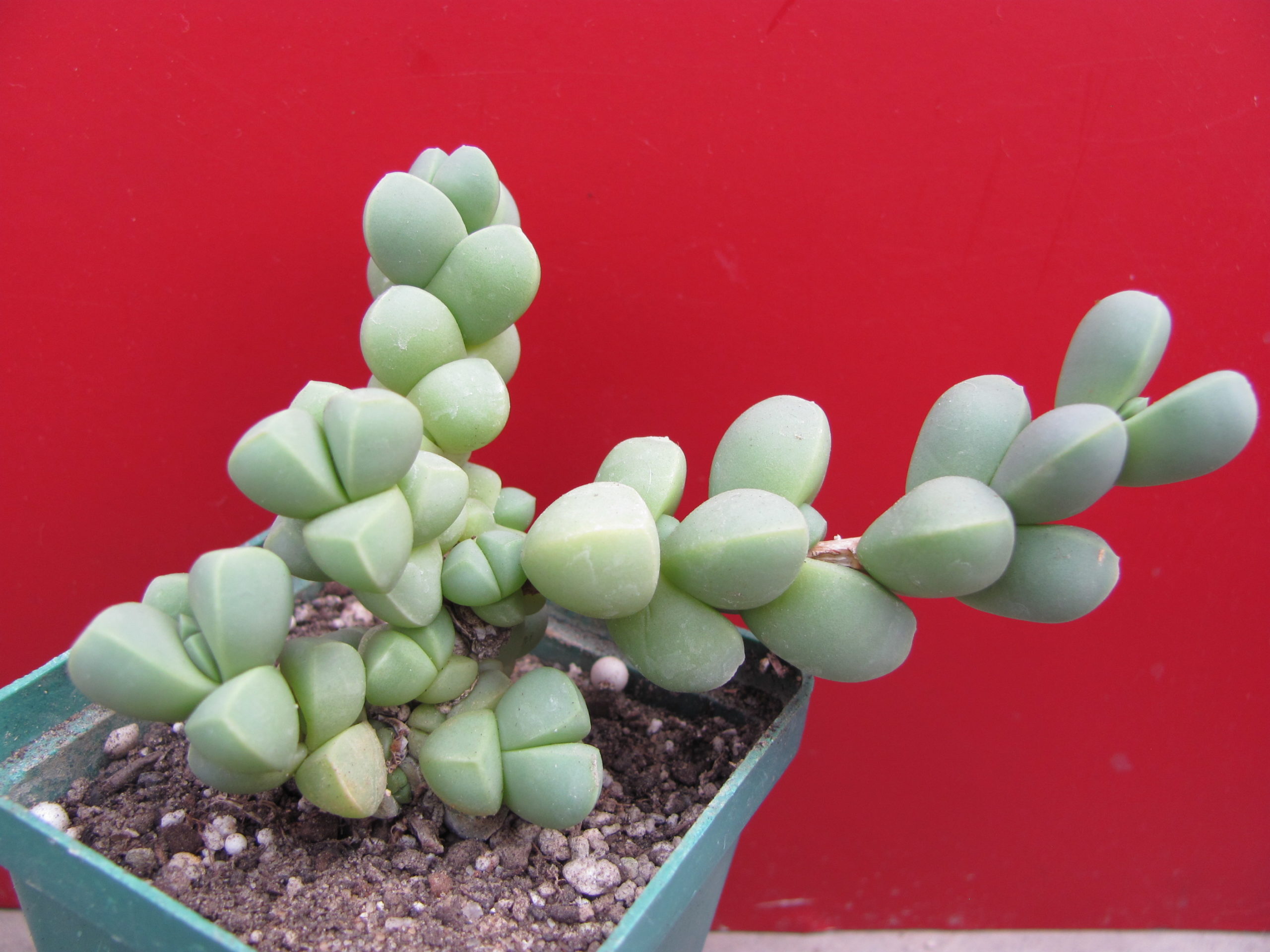 Corpuscularia lehmannii
