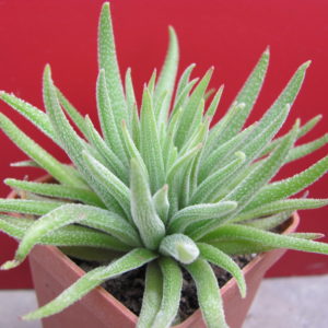 Crassula hirta   *Mossel Bay*