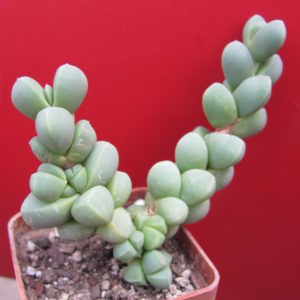 Corpuscularia lehmannii