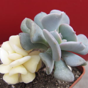 Echeveria   Cubic Frost variegata
