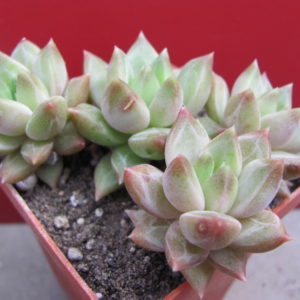 Pachyphytum  hybr.