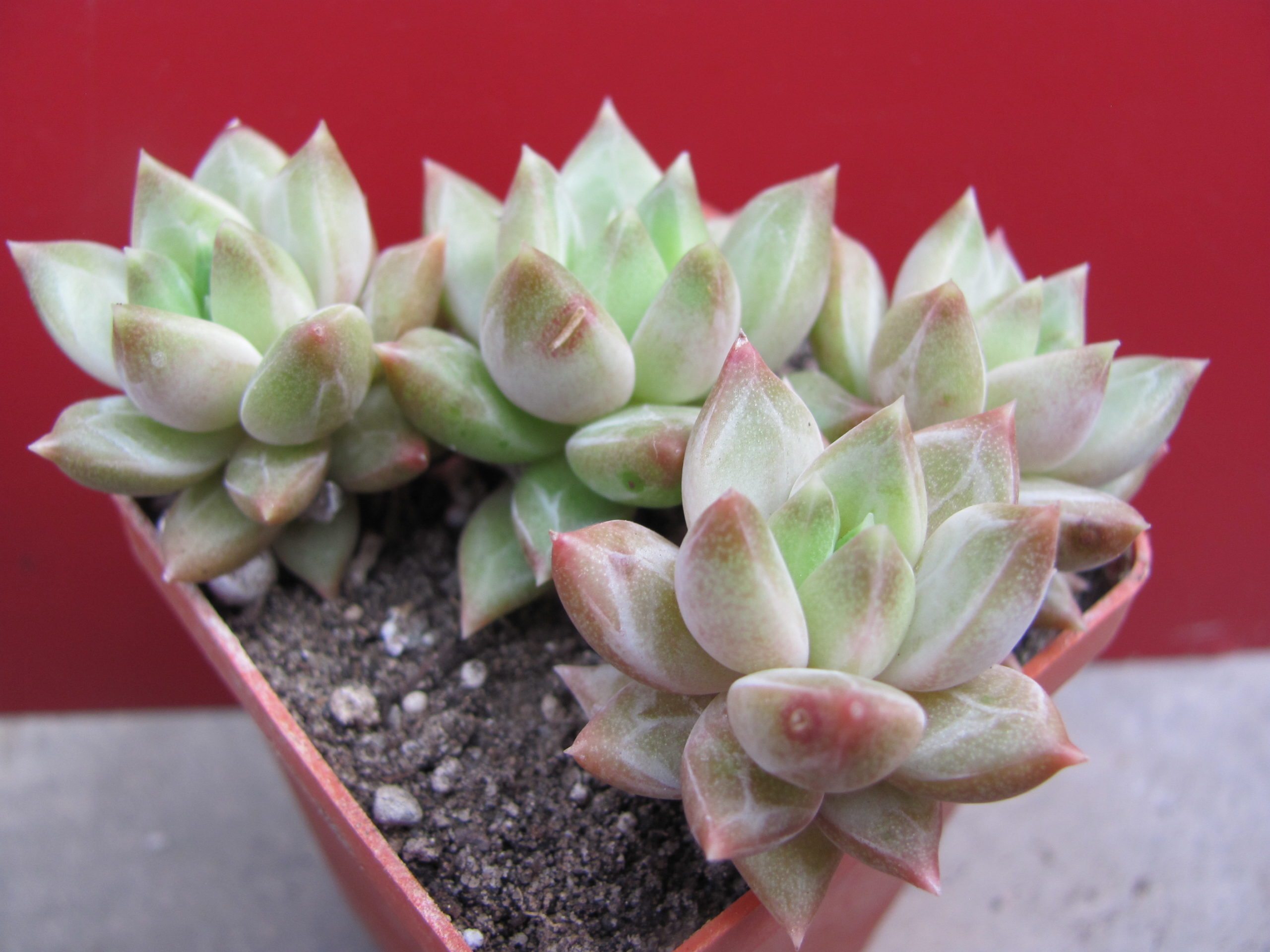 Pachyphytum  hybr.