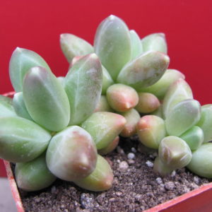 Pachyphytum   compactum  *Big Green*