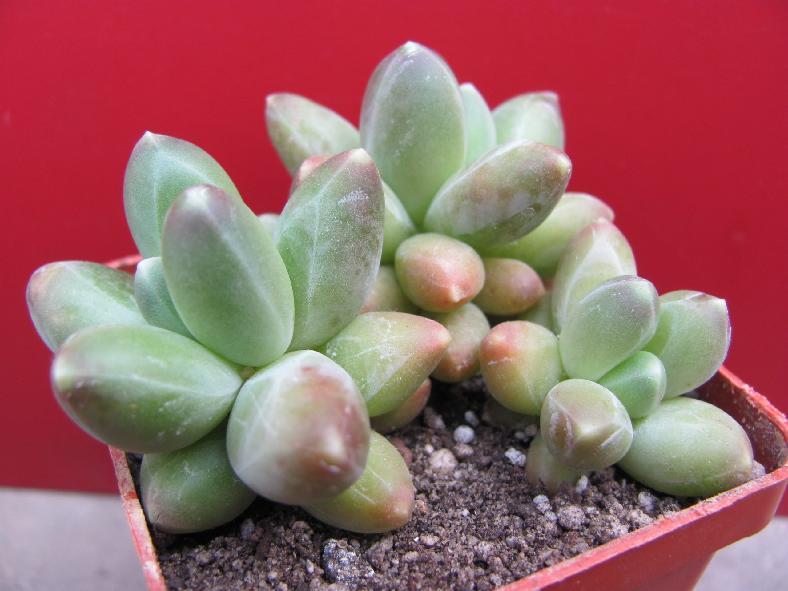 Pachyphytum   compactum  *Big Green*