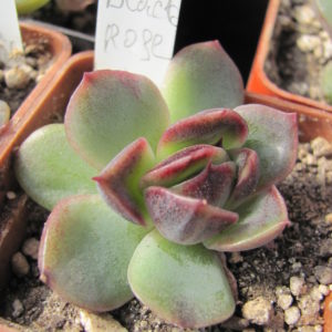 Echeveria *Black Rose*