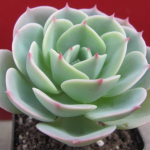 Echeveria *Compton Carousel*   Green