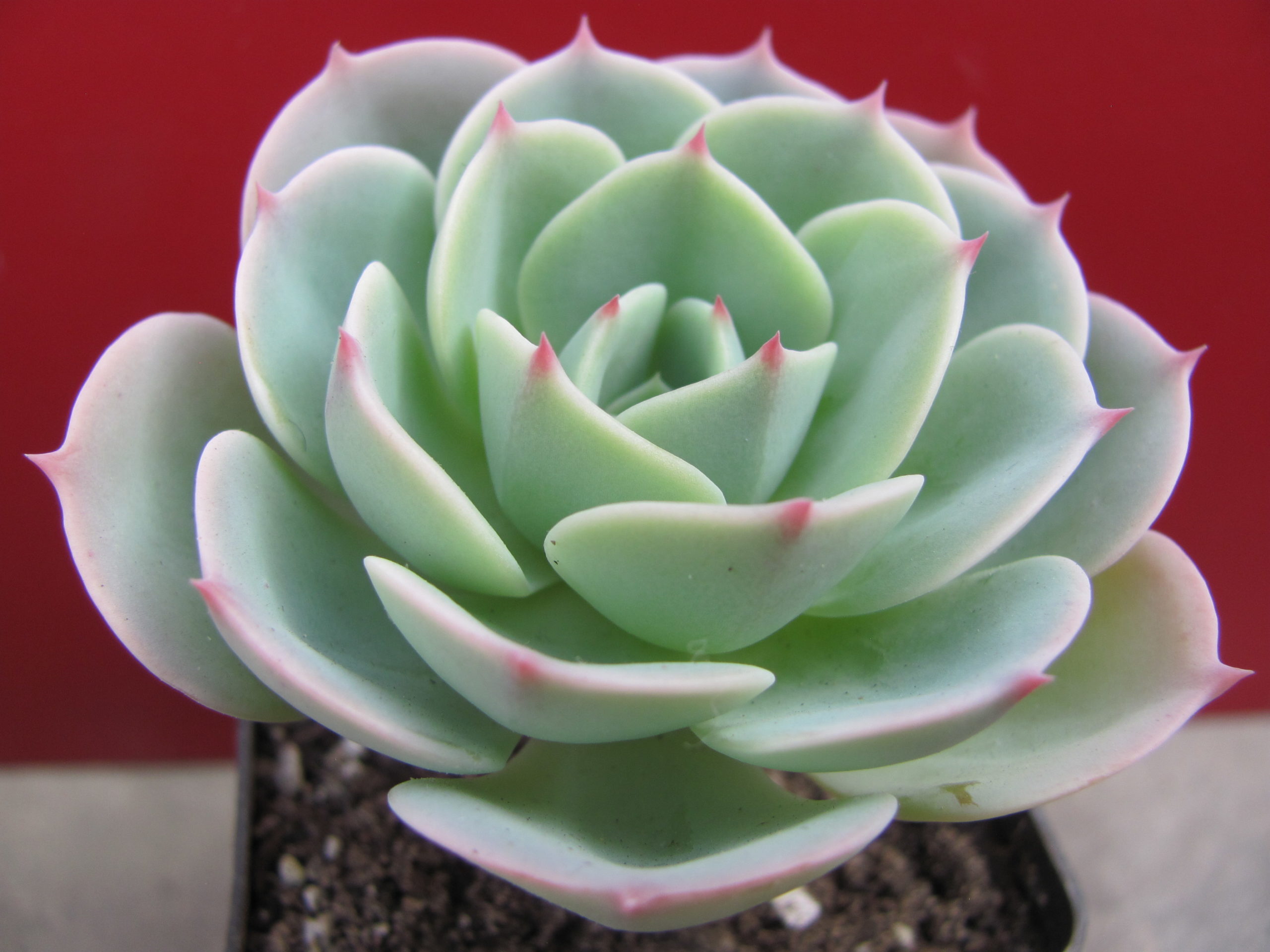 Echeveria *Compton Carousel* Green