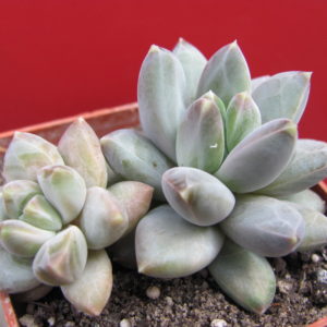 Pachyphytum   hybr.
