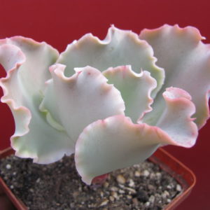 Echeveria