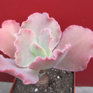 Echeveria Aguarius Red