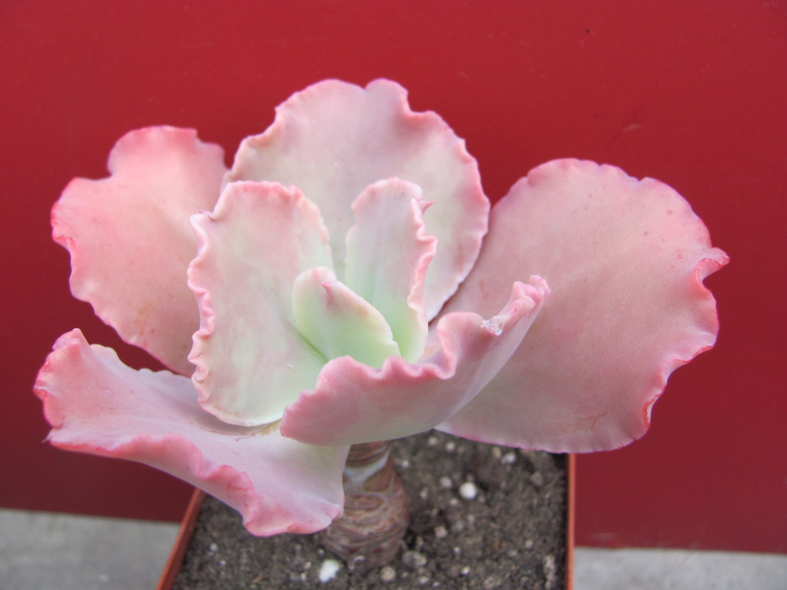 Echeveria Aguarius Red
