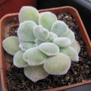 Echeveria   Frosty cristata