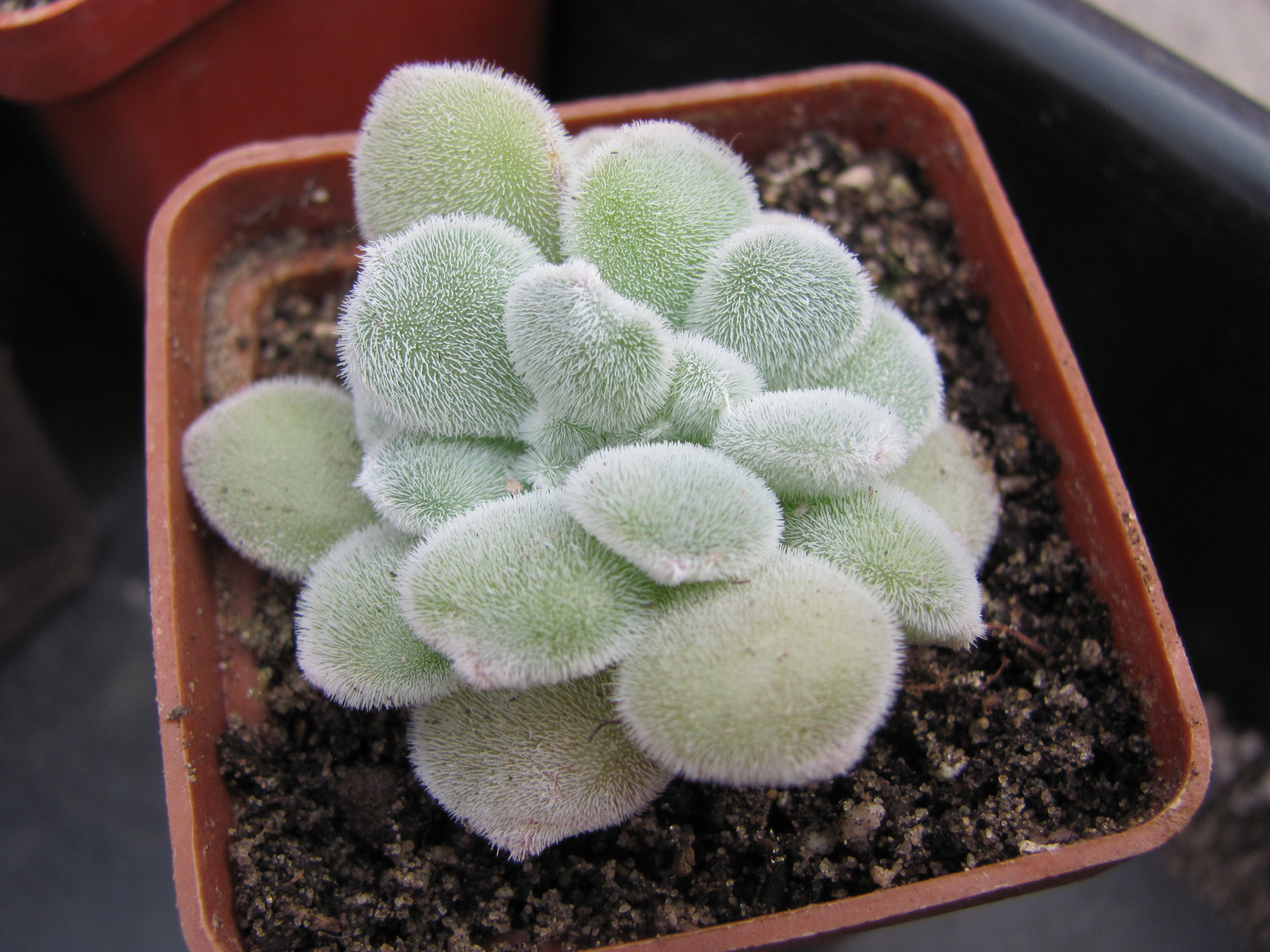 Echeveria Frosty cristata