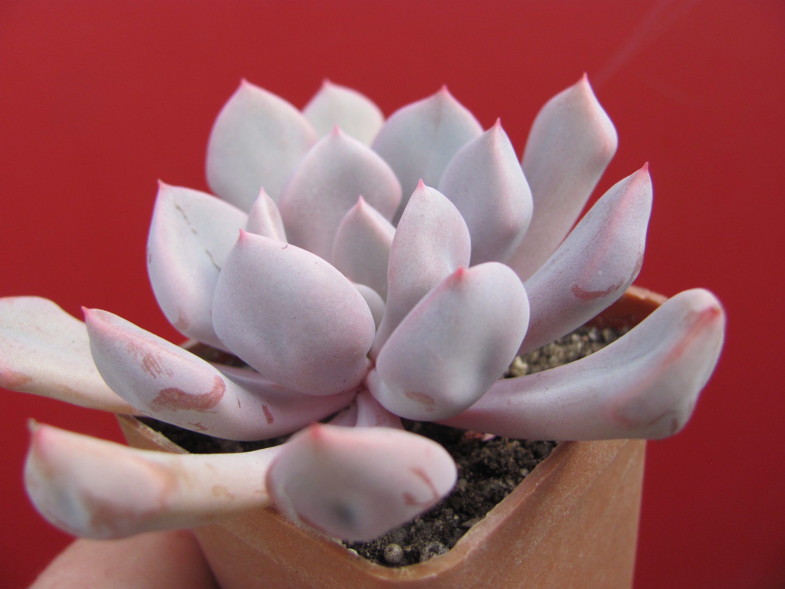 Echeveria Cupid