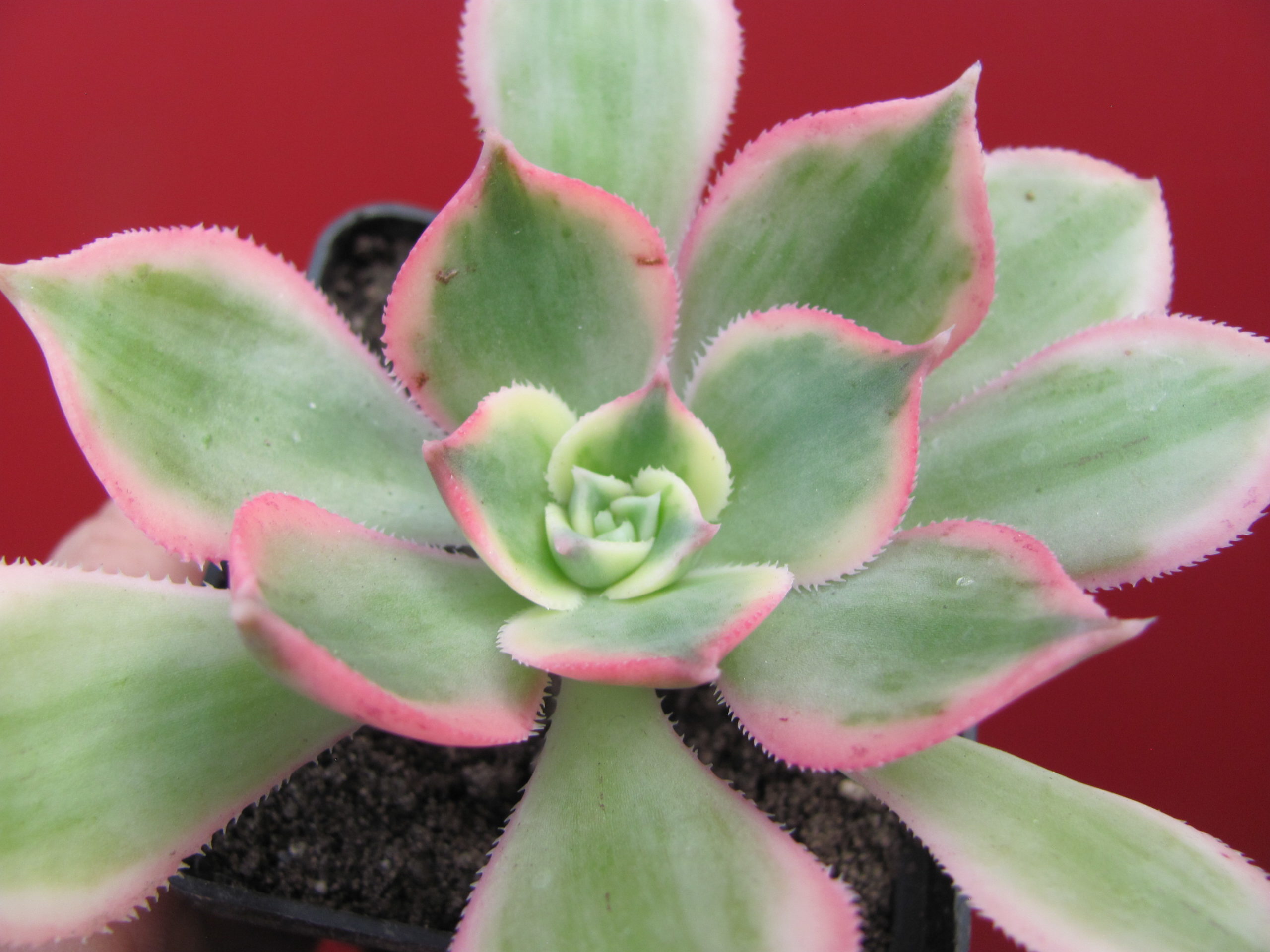 Aeonium Sunburst variegata