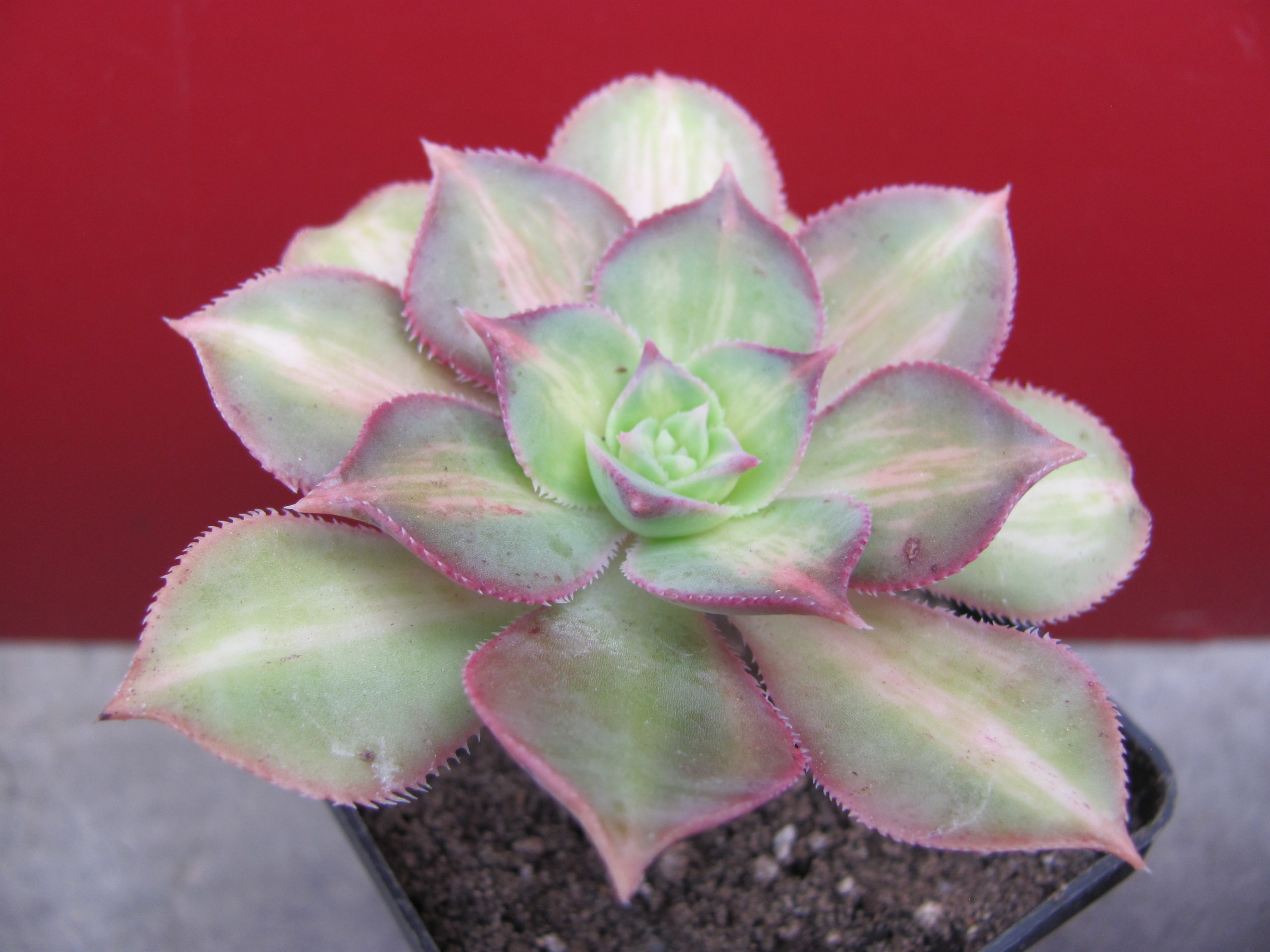Aeonium Moonburst  variegata