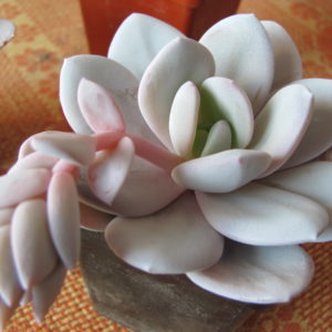 Echeveria   laui