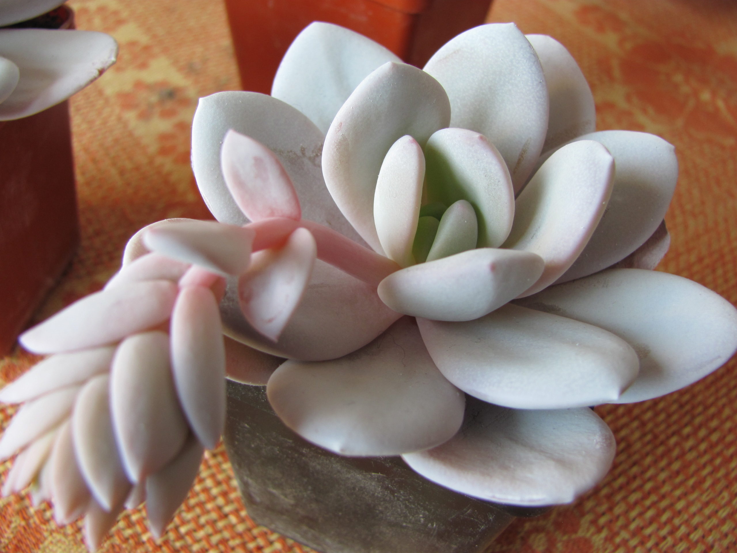 Echeveria  laui