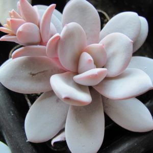 Echeveria  laui