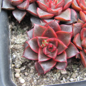Echeveria purpusorum  Red   F2