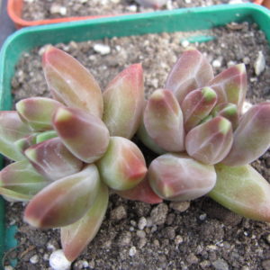 Pachyphytum   compactum  *Purple Diamond*