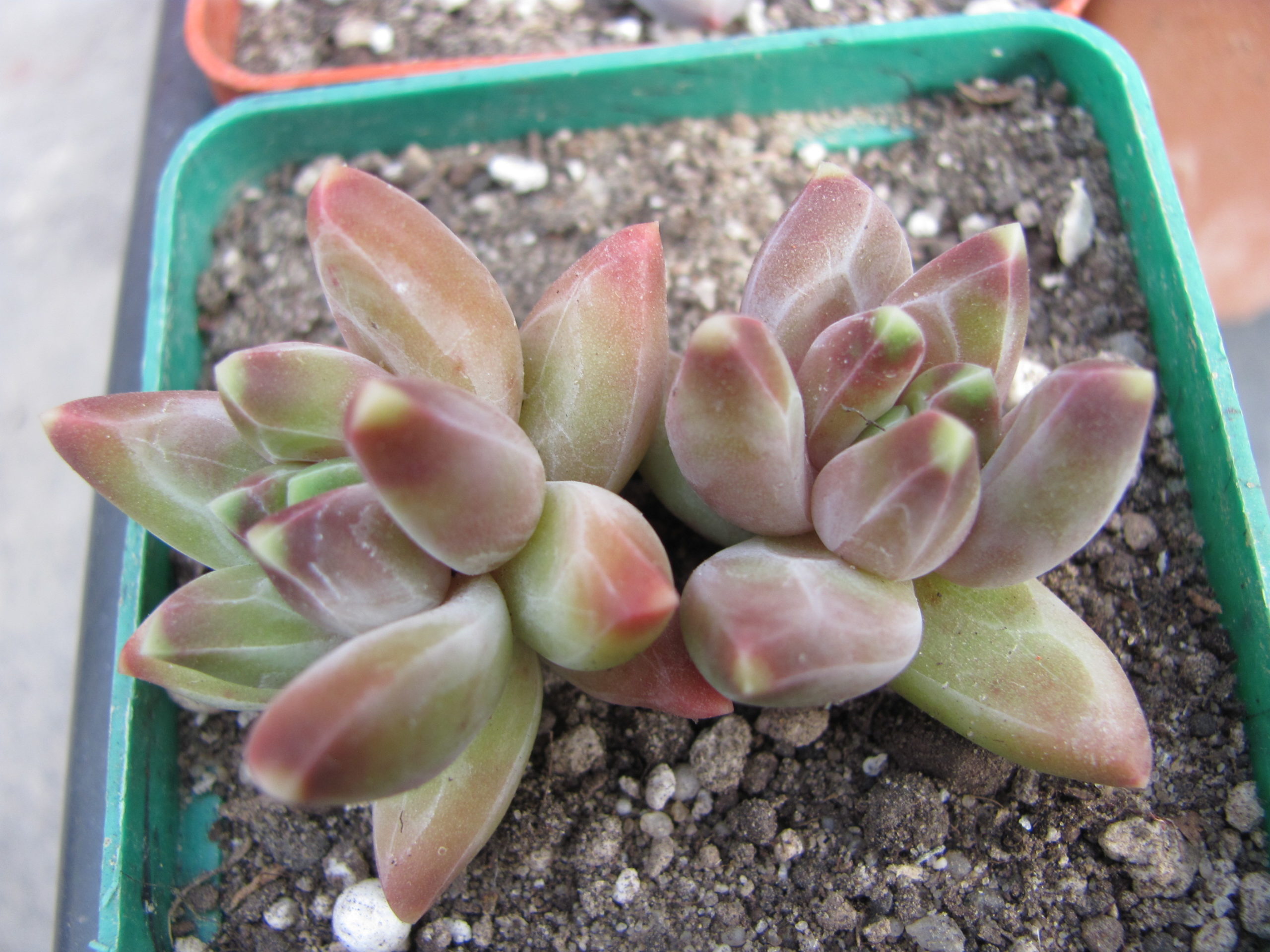 Pachyphytum   compactum  *Purple Diamond*