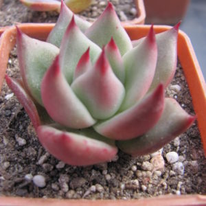 Echeveria Romeo  F2