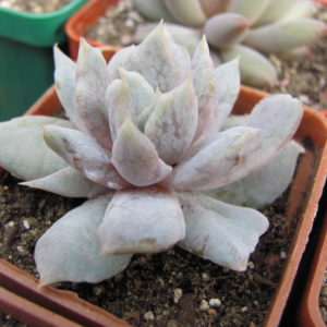 Echeveria  *Vampire  Appaloosa*