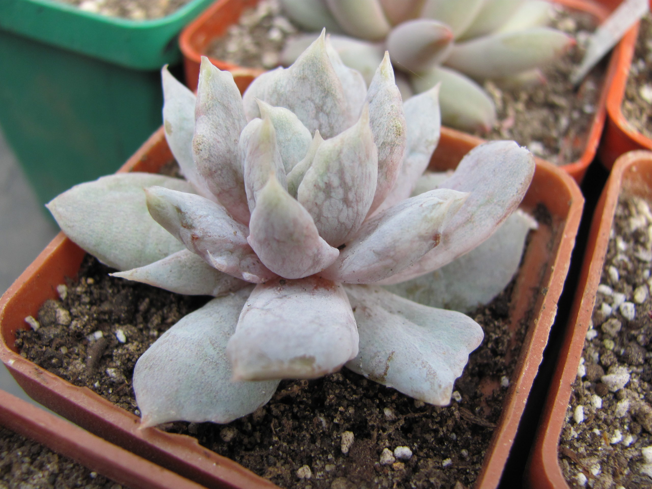 Echeveria  *Vampire  Appaloosa*