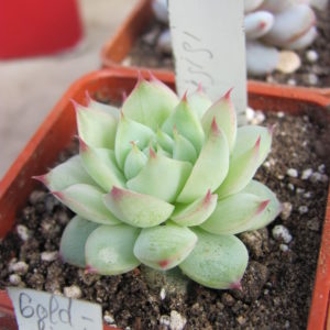 Echeveria  Baijiji    China