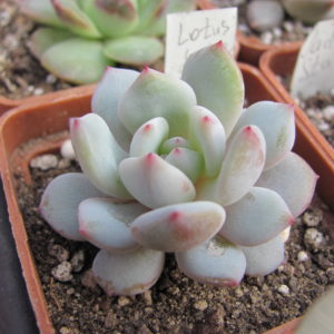 Echeveria  Jade Lotus    China