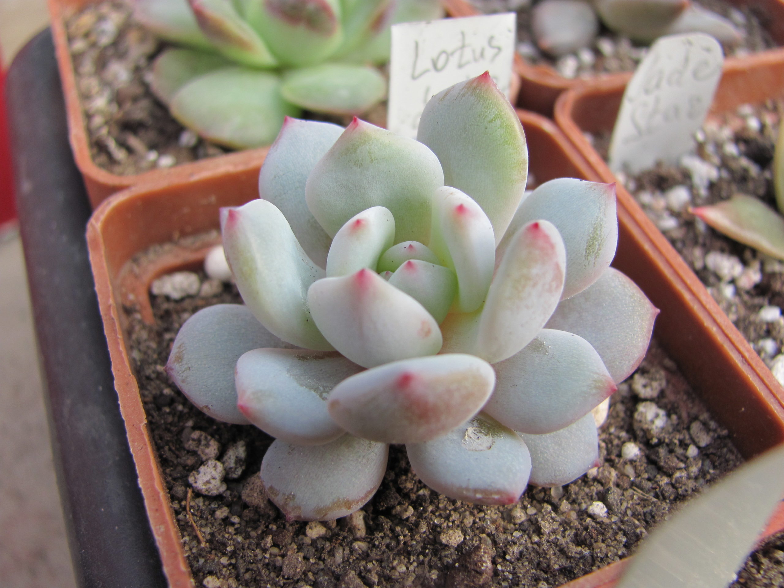 Echeveria  Jade Lotus    China