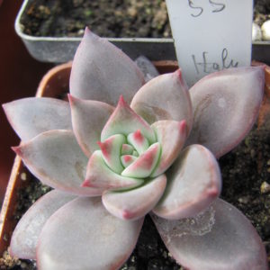 Echeveria   hybr.  55      Italy