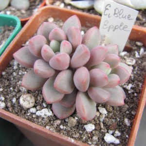 Echeveria  *Blue  Epple*
