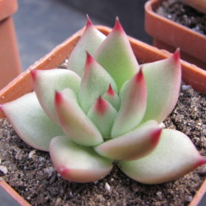 Echeveria  Romeo