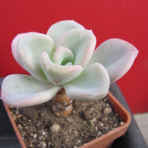 Echeveria  Orpet
